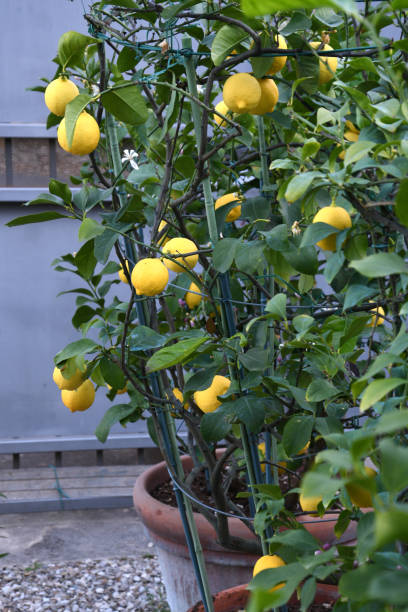 istock plants of lemon in a garden 1317237518