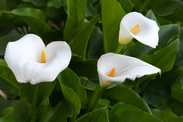istock beautiful blooming calla lilies in a garden 1317237524