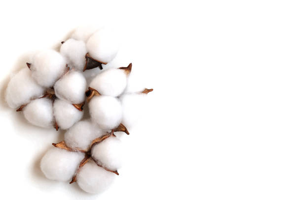 istock Cotton flowers on a white background. Copy space.It was flat. 1317237574