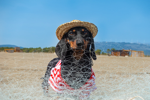 Beautiful dachshund puppy in wide-brimmed straw hat with fishing net on sandy beach. Beautiful sunny working day in small coastal town living by fishing.
