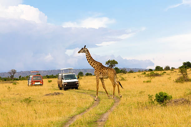 istock Giraffe crossing the road 131723836