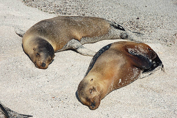 istock Sea Lions, Galapagos. 131723902
