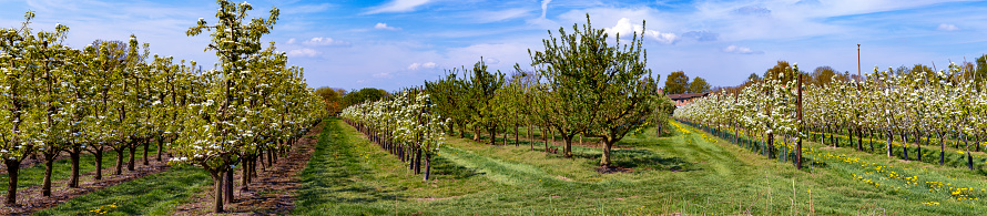 Springtime in the orchard with old apple trees in a meadow and cows in the distant background.