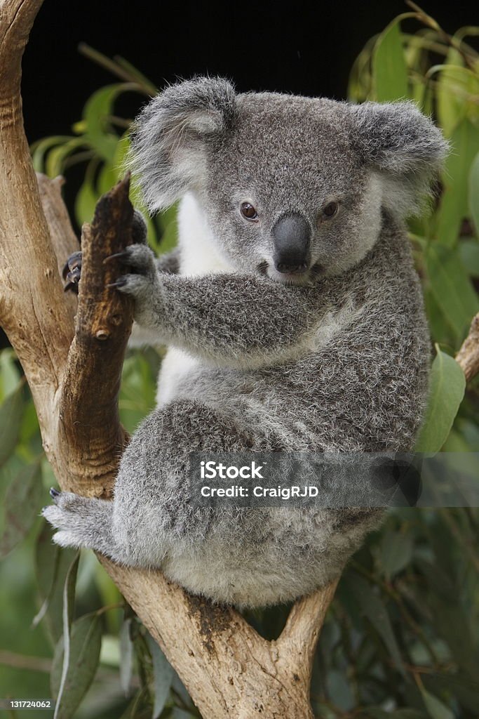 Carino giovane Koala - Foto stock royalty-free di Ambientazione esterna