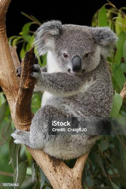 Carino Giovane Koala - Fotografie stock e altre immagini di Ambientazione esterna - Ambientazione esterna, Animale, Animale selvatico