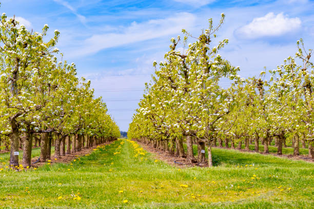 istock Springtime landscape in the orchard with old apple trees in a meadow 1317240746