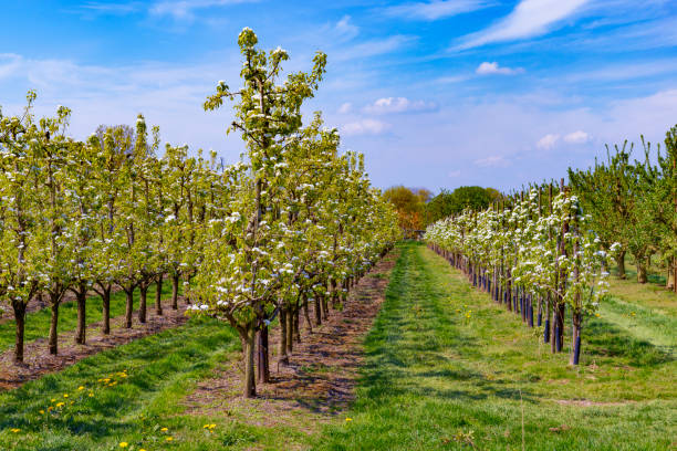 Springtime in the orchard with old apple trees in a meadow and cows in the distant background.