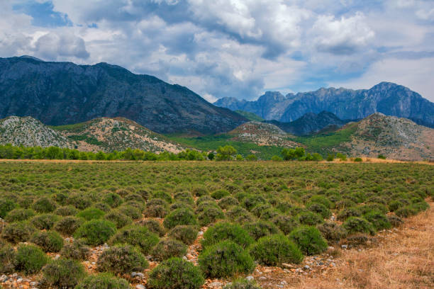 Summer landscape - Albanian mountains, covered with green trees, field with growing lavender bushes, clouds on blue sky.