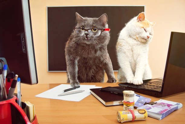 кошка в очках возле ноутбука. кошки бизнесмены. концепция бизнеса, компьютерных технологий, информационных технологий и дружественного со� - money cat стоковые фото и изображения