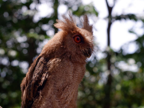 若いフィリピンのスコップフクロウ(オータスメガロティス)、枝に止まっている。フィリピンに固有のフクロウで、通常は森林や森林の端に沿って見られます。クローズアップ。 - owl awe bird close up ストックフォトと画像