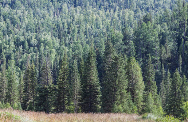 istock Mountain taiga on a summer day 1317243905