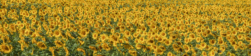 Field with sunflowers. Agriculture, panoramic view, bright natural background.