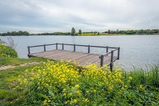 Wooden fishing pier on the edge of a small Dutch lake. It is spring and the wild rapeseed plants are in full bloom.
