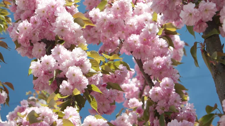 Blooming Japanese cherry tree