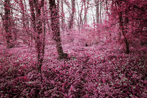 Color image depicting a surreal enchanted forest covered with vibrant pink foliage.