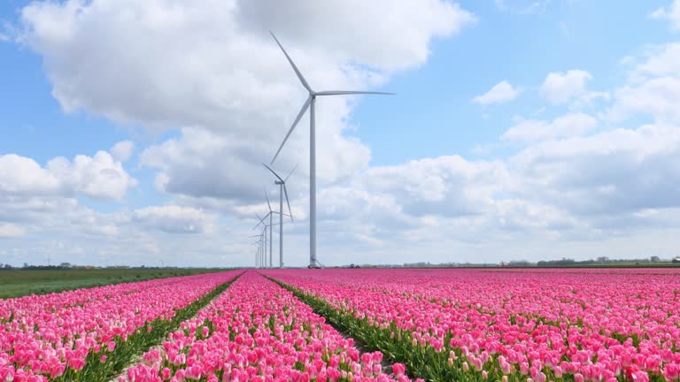 Big Dutch colorful tulip fields with wind turbines