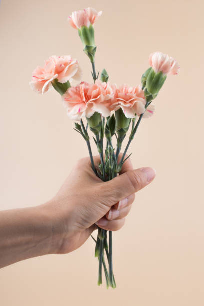 istock female holds one carnation in her hand on a yellow background. 1317246256