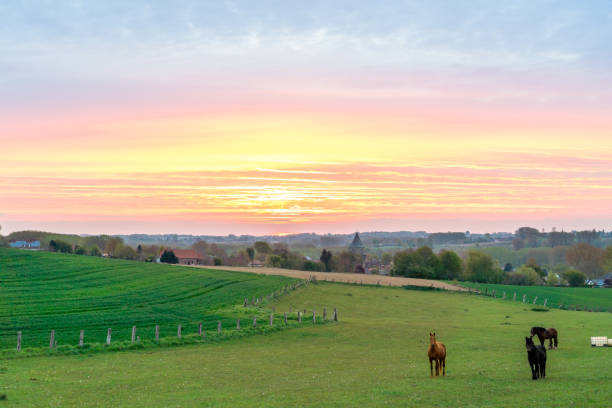 istock On the meadow with Horses 1317246390