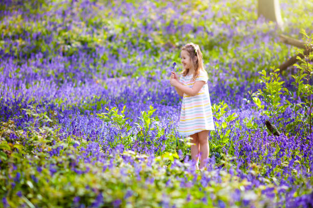 Kids playing in bluebell woods Kid playing in bluebell woods. Child watching protected plants in bluebell flower woodland on sunny spring day. Little girl in blue bell flowers meadow. Family walk in park with bluebells. holding child flower april stock pictures, royalty-free photos & images