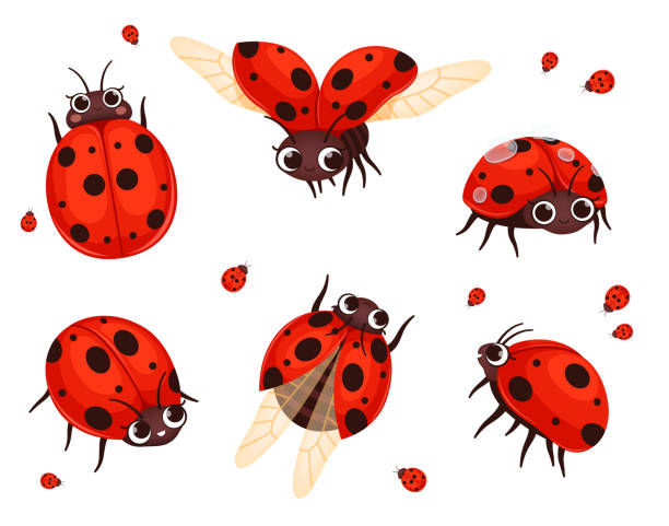 Ladybug. Flying closeup insects in action poses nature bugs nowaday vector illustrations of cartoon red ladybugs Ladybug. Flying closeup insects in action poses nature bugs nowaday vector illustrations of cartoon red ladybugs. Insect ladybug, character lady and wildlife ladybug stock illustrations