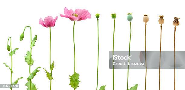 Evolución De Adormidera Aislado Sobre Fondo Blanco Foto de stock y más banco de imágenes de Flor - Flor, Amapola - Planta, Rosa - Color