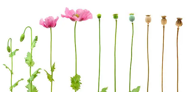 Evolution of Opium poppy isolated on white background