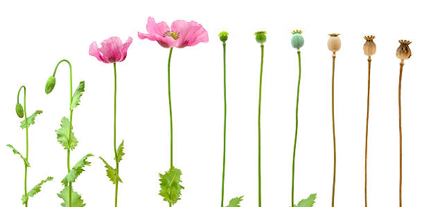 эволюция опийного мака, изолированные на белом фоне - opium стоковые фото и изображения