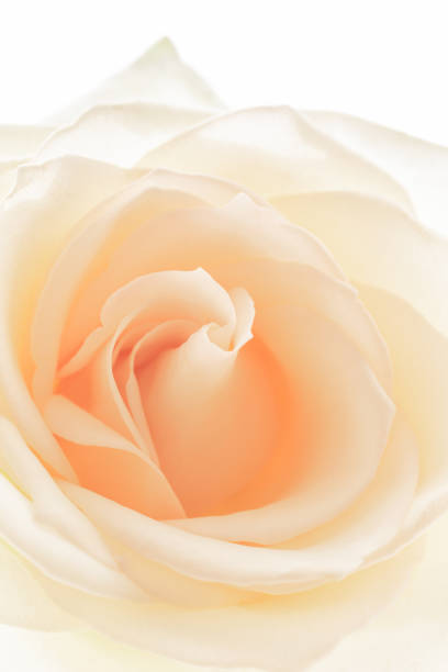 istock Abstract background with cream rose close-up 1317248772