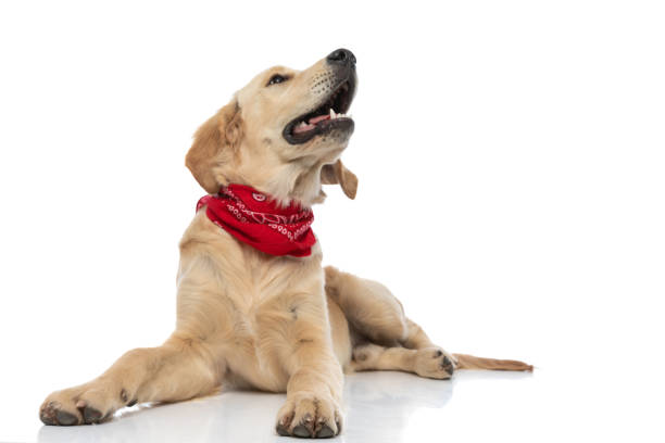 istock young golden retriever dog looking up, panting 1317250368