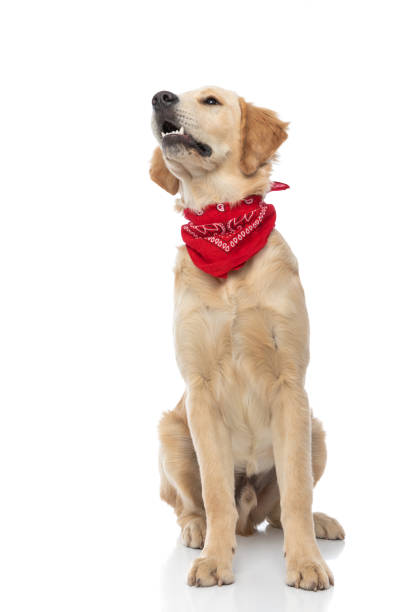 istock seated golden retriever dog barking at something 1317250417