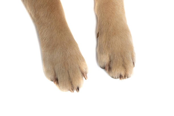 istock close up on a golden retriever dog's two paws 1317250451