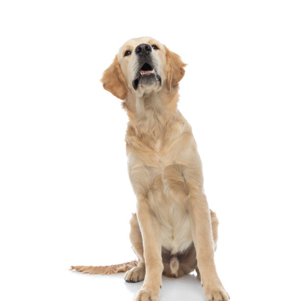 istock golden retriever dog looking at something that made him curious 1317251165