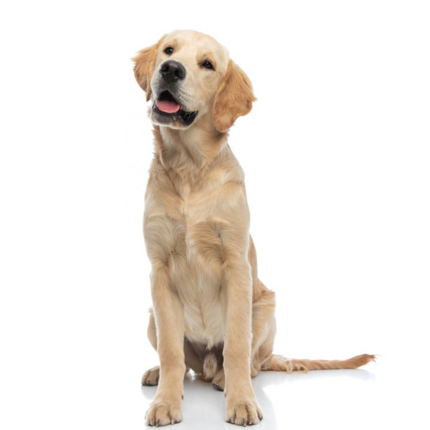 istock golden retriever dog looking at something that makes him confused 1317251208
