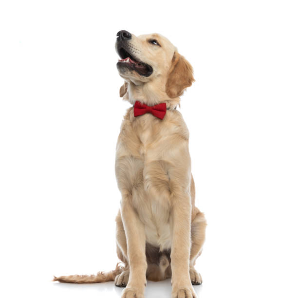 istock golden retriever dog looking to a side 1317251215
