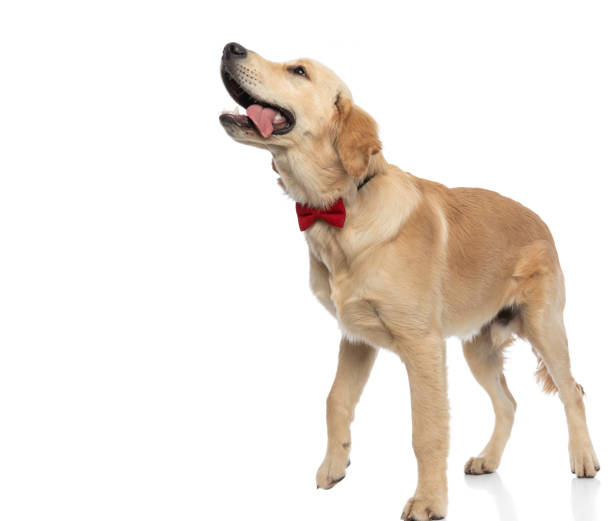 istock adorable golden retriever dog asking for a bone 1317251239