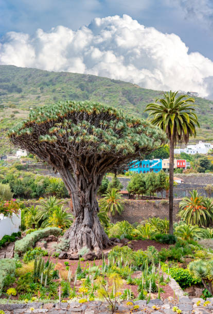 istock Canary Islands dragon tree, Icod de los Vinos, Tenerife, Spain 1317251247