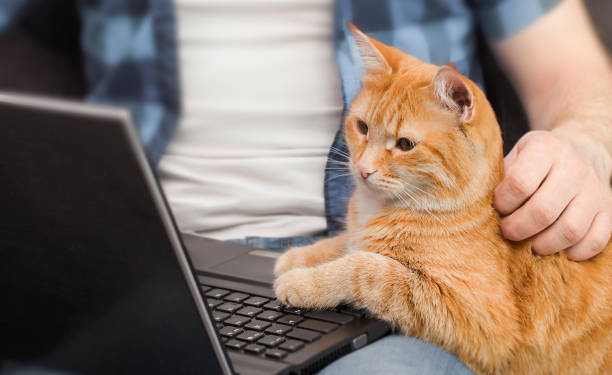istock man with laptop and ginger cat 1317251286