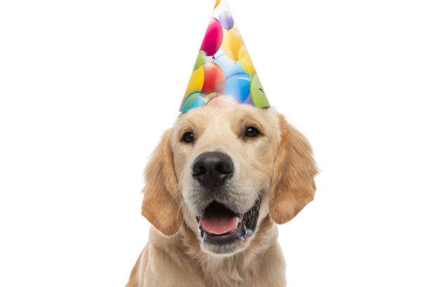 istock cute golden retriever dog feeling happy 1317251309