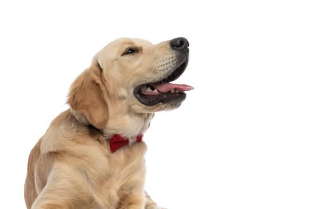 istock golden retriever dog looking aside, panting 1317251415