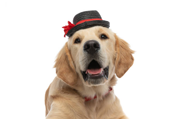 istock golden retriever dog wearing a hat and bowtie 1317251486