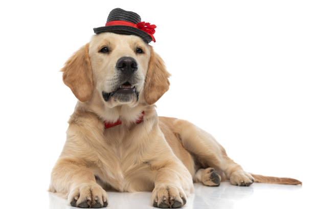 istock cute golden retriever dog with a hat and bowtie 1317251495