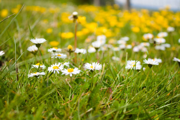 gänseblümchen auf dem feld aus nächster nähe, england , kent - wildflower spring close up daisy stock-fotos und bilder