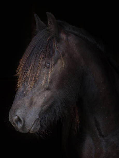 istock Rare Breed Dales Pony 1317252346