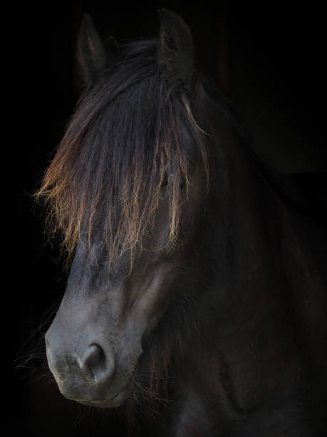 istock Rare Breed Dales Pony 1317252378