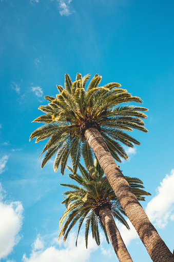 Oceanside, California, USA - November 13, 2022: Pacific coast highway ligned with palm trees leading to the Oceanside Pier at sunset