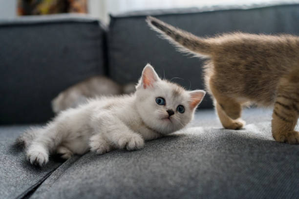 istock British Shorthair kitten 1317253037