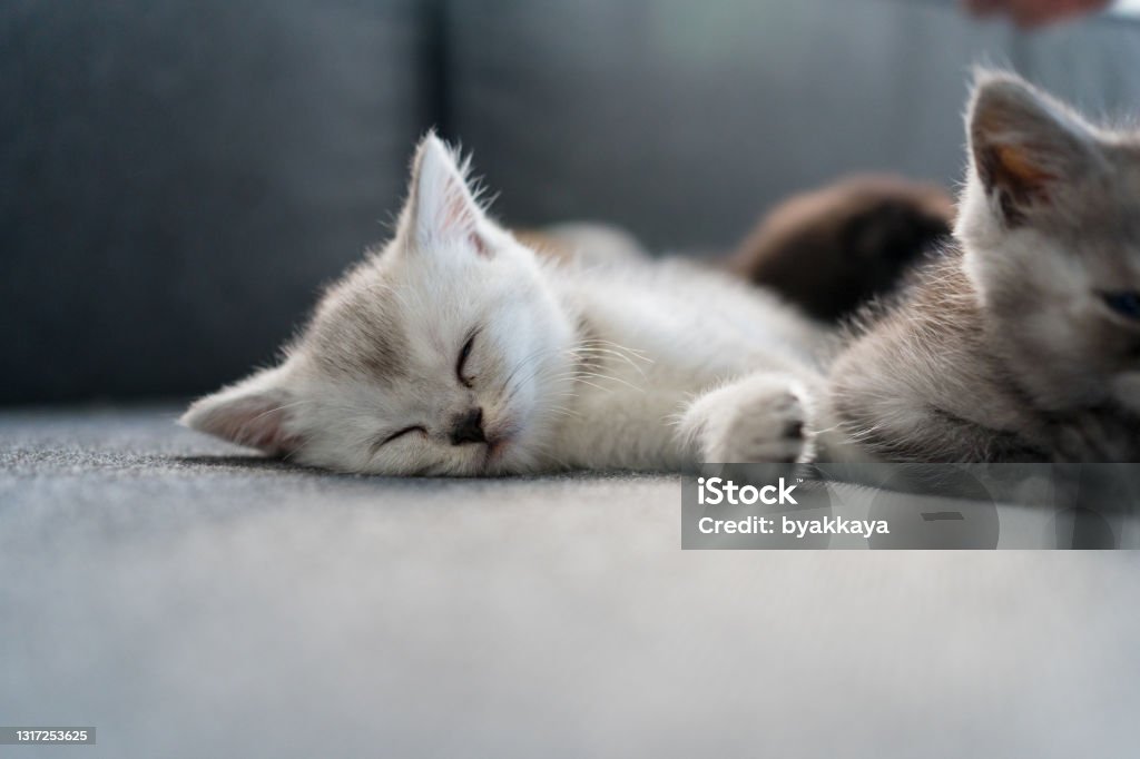 British Shorthair kitten sleeping British Shorthair kitten Kitten Stock Photo