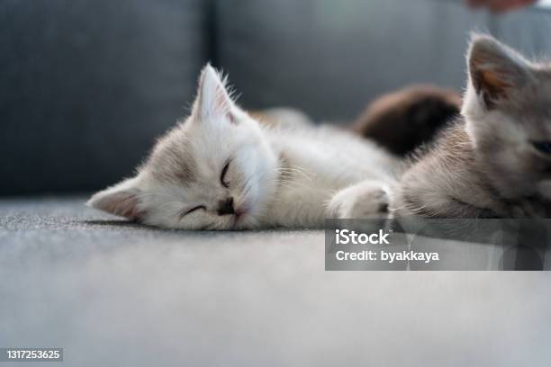 British Shorthair Kitten Sleeping Stock Photo - Download Image Now - Kitten, Cute, Domestic Cat