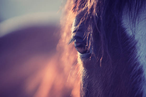 istock Closeup of chestnut horse with white stripe 1317256864