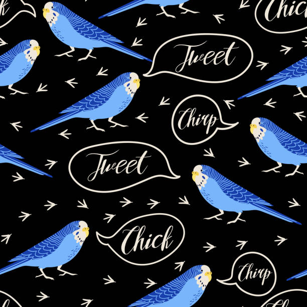 illustrazioni stock, clip art, cartoni animati e icone di tendenza di modello vettoriale senza cuciture con budgerigars, impronte di uccelli e citazioni "cinguettio, tweet, pulcino". illustrazione pappagalli su sfondo nero - spring birdsong bird seamless